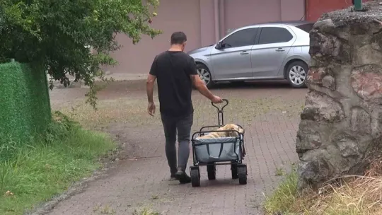 Sokak hayvanlarının kahramanı