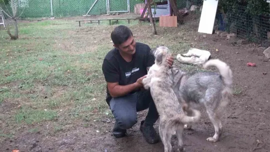 Sokak hayvanlarının kahramanı
