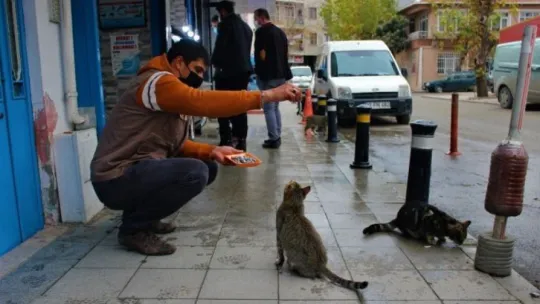 Sokak kedileri bu dükkanların açılmasını dört gözle bekliyor
