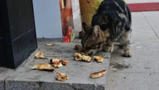 Sokak kedileri bu dükkanların açılmasını dört gözle bekliyor