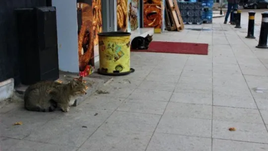 Sokak kedileri bu dükkanların açılmasını dört gözle bekliyor