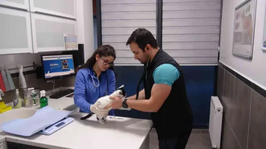 Sokak kedileri kışı veteriner kliniklerinde geçirecek