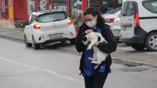 Sokak kedileri kışı veteriner kliniklerinde geçirecek
