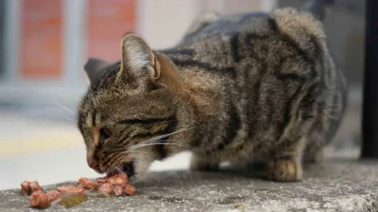 Sokak kedilerinin market mesaisi
