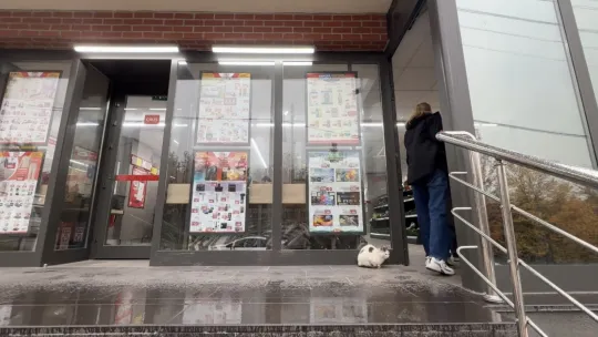 Sokak kedilerinin market mesaisi