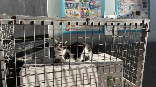 Sokak kedilerinin market mesaisi