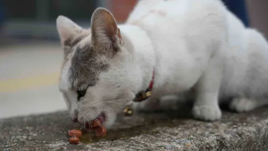 Sokak kedilerinin market mesaisi