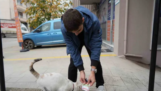 Sokak kedilerinin market mesaisi