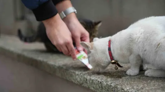Sokak kedilerinin market mesaisi