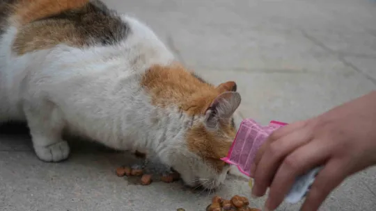 Sokak kedilerinin market mesaisi