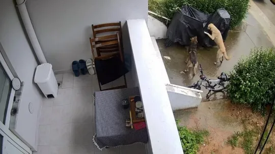 Sokak köpekleri yavru köpeği ve kediyi parçaladı