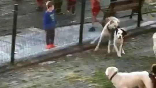Sokak köpekleri yavru köpeği ve kediyi parçaladı