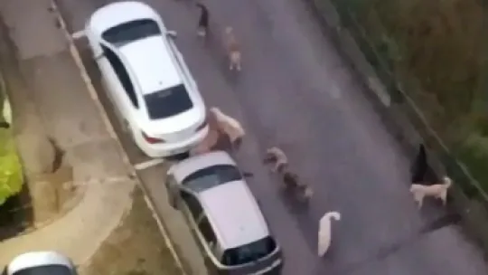 Sokak köpekleri yavru köpeği ve kediyi parçaladı