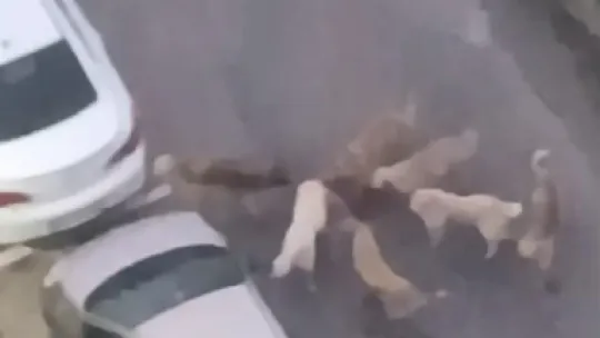 Sokak köpekleri yavru köpeği ve kediyi parçaladı