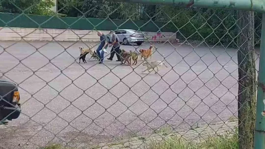 Sokak ortasında 10 köpeğin saldırısına uğradı