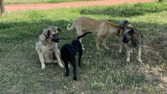 Sokak ortasında 10 köpeğin saldırısına uğradı