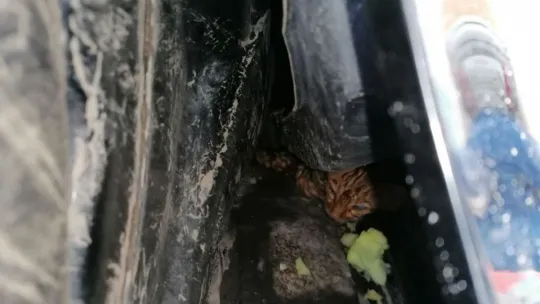 Sokak Sokak annesini aradılar