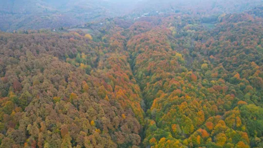 Sonbahar geldi, ormanlar tabloya döndü