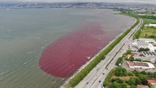 Sorumsuzlar İzmit Körfezi'ne ve dereye kan kusturdu