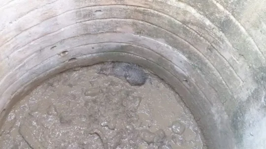 Su kuyusuna düşen çakal bakın nasıl kurtarıldı!