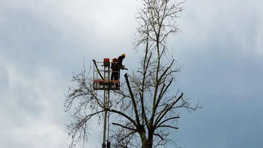 Tarihi çınarlar bakımdan geçiyor