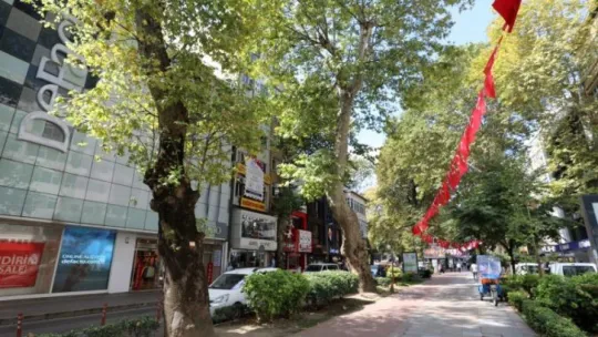 Tarihi çınarlar bakımdan geçiyor