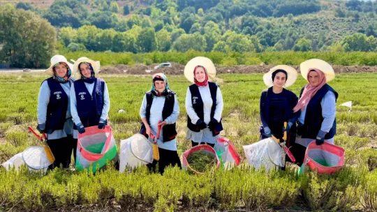 Tarımda yenilik: Yerli üretim makineyle biberiye hasadı