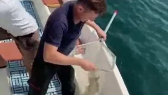 Tekne üzerinde kedi kurtarma operasyonu!