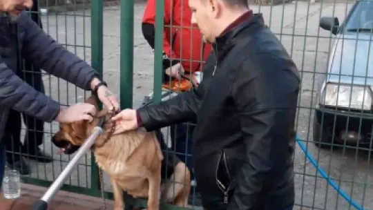 Tel örgülerin arasına sıkışan köpeğe kurtarma operasyonu