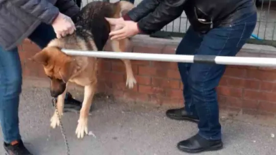 Tel örgülerin arasına sıkışan köpeğe kurtarma operasyonu