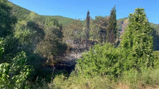 TEM Otoyolu kenarında başlayan yangın ormana sıçradı: 2 saatte söndürüldü