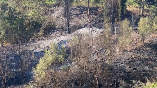 TEM Otoyolu kenarında başlayan yangın ormana sıçradı: 2 saatte söndürüldü