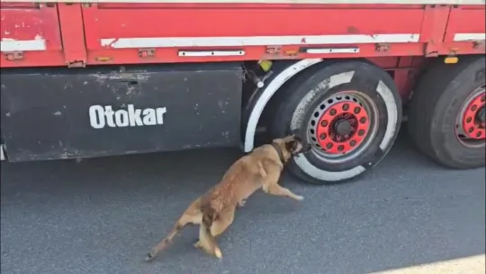 TEM Otoyolu'nda bir tırda 350 paket gümrük kaçağı sigara ele geçirildi