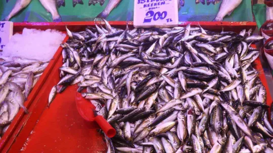 Tezgahlarda çeşit çok ama en çok palamut satılıyor