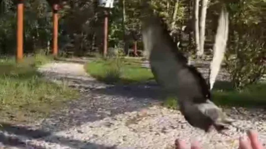 TMO'daki patlamada yaralanan güvercinler doğaya salındı