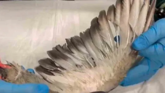 TMO'daki patlamada yaralanan güvercinler doğaya salındı