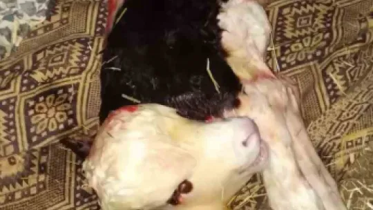 Çift başlı buzağı görenler hayrete düştü