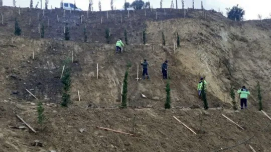 Toprak kayması yaşanan arazi ağaçlandırıldı