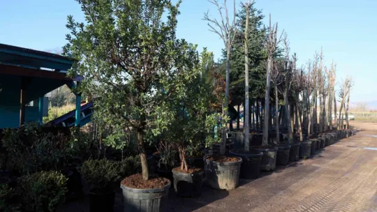 Torf üretimiyle yılda milyonlarca lira tasarruf sağlanıyor