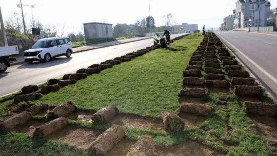 Tramvay çalışmasında sökülen ağaçlar yeni yerlerinde hayat bulacak