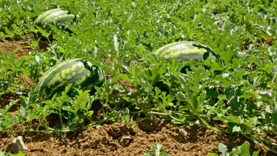Kandıra karpuzu Diyarbakır ve Adana'ya rakip oldu