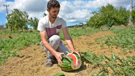 Kandıra karpuzu Diyarbakır ve Adana'ya rakip oldu
