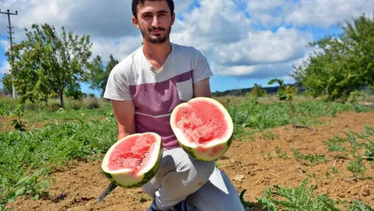 Kandıra karpuzu Diyarbakır ve Adana'ya rakip oldu