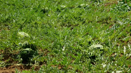 Kandıra karpuzu Diyarbakır ve Adana'ya rakip oldu