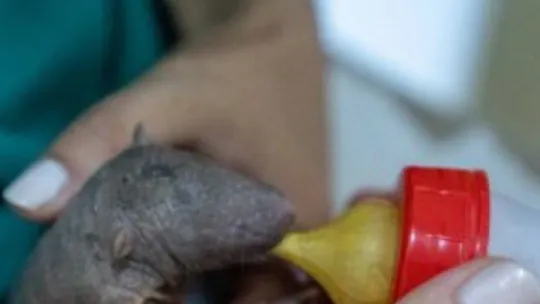 Türkiye'nin ilk armadillo yavrusu Kocaeli'de