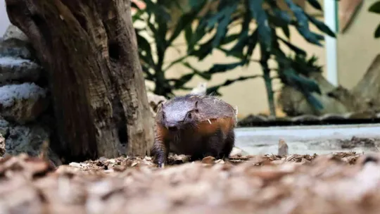 Türkiye'nin ilk armadillo yavrusu Kocaeli'de