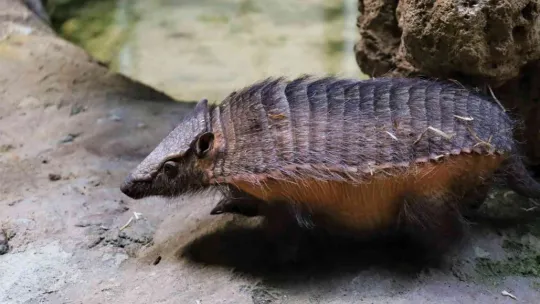 Türkiye'nin ilk armadillo yavrusu Kocaeli'de