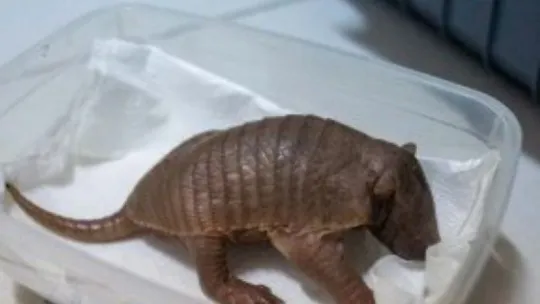 Türkiye'nin ilk armadillo yavrusu Kocaeli'de