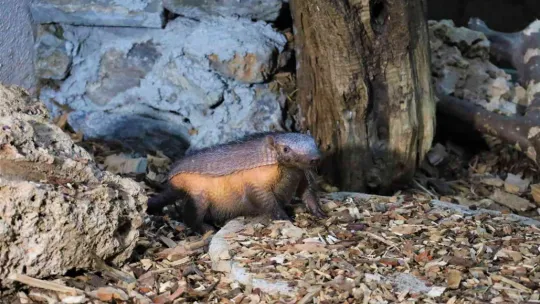 Türkiye'nin ilk armadillo yavrusu Kocaeli'de