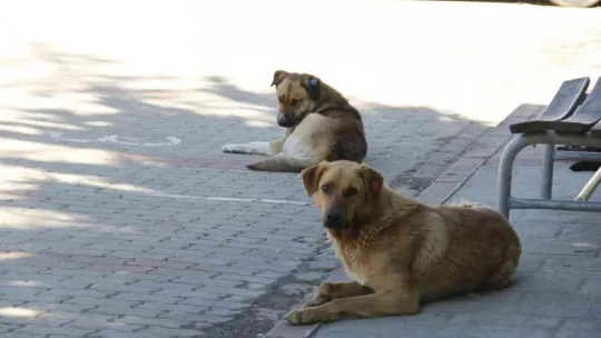 Üniversite kampüsündeki köpekler öğrencilerin kabusu oldu